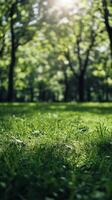 Lush green grass under sunlight in a serene park during the afternoon photo