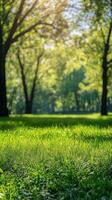 Lush green grass under sunlight in a serene park during the afternoon photo