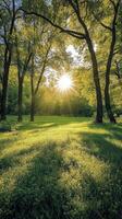 Sunlight streaming through trees in a lush green park during late afternoon photo