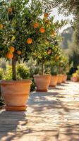 Ornate orange trees in terracotta pots line a sunlit pathway in a serene garden setting photo
