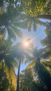 Sunlight filtering through tall palm trees in a lush tropical forest during the day photo