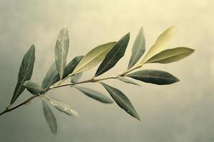 Green branch with leaves casting shadows on a textured wall in soft sunlight during the day photo