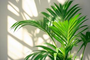 Lush green palm plant with sunlight casting intricate shadows on a wall indoors photo