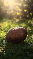 A football resting on grass under golden autumn sunlight with trees in the background photo