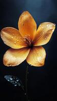 Bright yellow flower glistening with water droplets against a dark background photo