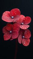 Red flowers adorned with droplets after rain showcasing vibrant colors in a natural setting photo