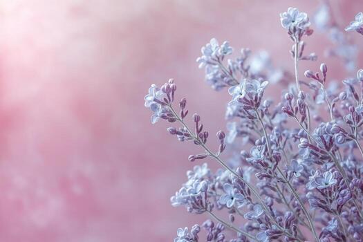 A beautiful arrangement of lilac flowers against a soft pink background in a serene setting photo