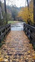 Serene wooden bridge over a stream surrounded by autumn foliage in a tranquil forest photo