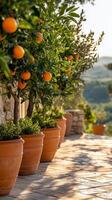 Ornate orange trees in terracotta pots line a sunlit pathway in a serene garden setting photo