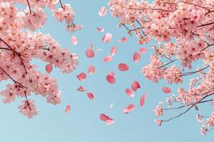 Cherry blossom petals fall gently from trees under a clear blue sky in springtime beauty photo