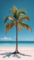 Lonely palm tree standing on sandy beach with turquoise sea and clear blue sky during daytime photo