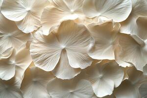 Delicate white flower petals arranged in a soft, layered pattern on a neutral background photo