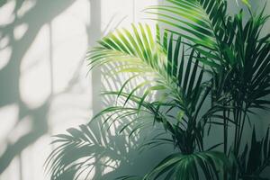 Lush green palm plant with sunlight casting intricate shadows on a wall indoors photo