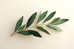 Green branch with leaves casting shadows on a textured wall in soft sunlight during the day photo