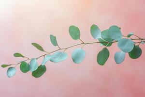 Elegant green eucalyptus leaves on a branch against a soft pastel background photo