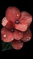 Red flowers adorned with droplets after rain showcasing vibrant colors in a natural setting photo