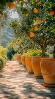 Ornate orange trees in terracotta pots line a sunlit pathway in a serene garden setting photo