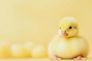 Cute yellow duckling sitting in soft light on a yellow background photo