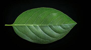 Close up view of a green leaf showcasing intricate vein patterns against a black background photo