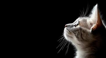 Grey cat gazes thoughtfully with illuminated profile against dark background photo