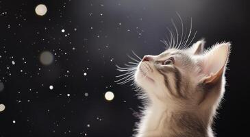 Grey cat gazes thoughtfully with illuminated profile against dark background photo