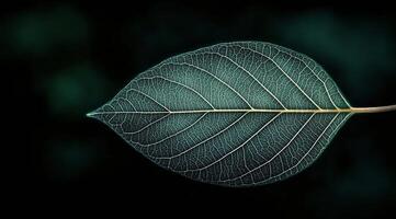 Close up view of a green leaf showcasing intricate vein patterns against a black background photo