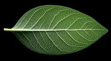 Close up view of a green leaf showcasing intricate vein patterns against a black background photo