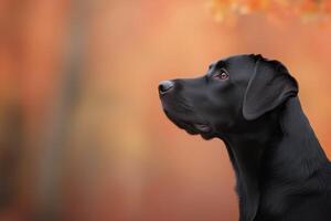 Black dog observes falling leaves in a vibrant autumn setting with a soft glow during sunset photo