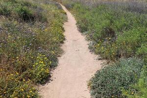 Pedestrian path in the city park. photo