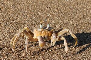 a crab sits on the sand on the seashore photo