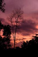 A Silhouetted Tree Against a Vibrant Sunset when the weather is cloudy and slightly dark photo