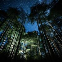 Starry Night Sky Above Tall Forest Trees photo