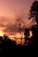 A Silhouetted Tree Against a Vibrant Sunset when the weather is cloudy and slightly dark photo