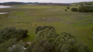 Drone view of field with grazing cows video