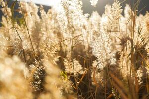 tall grass is blowing in the wind at golden sunset light photo
