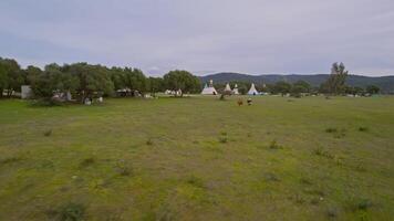Cows in a field on the background of Indian wigwams video