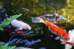 Colorful fancy carps or koi fishes swimming in a pond photo