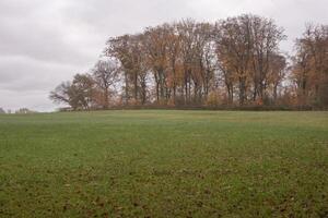 Green meadow and colorful autumn trees under cloudy sky photo