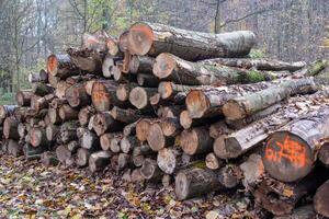 Stacked logs in forest showing sustainable forestry practices photo