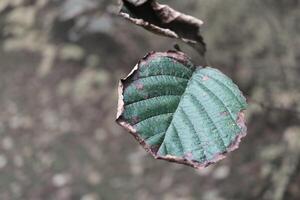 Withering green leaf hanging on a branch in autumn photo