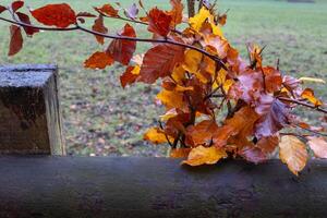 Wet autumn leaves hanging over wooden fence in a park photo