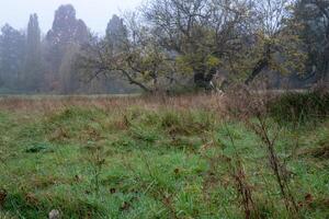 Fog covering meadow and trees in autumn photo