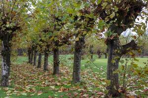 Row of pollarded trees changing color in autumn near golf course photo