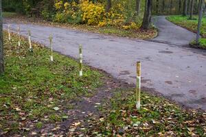 Row of short wooden posts separating road and forest path in autumn photo