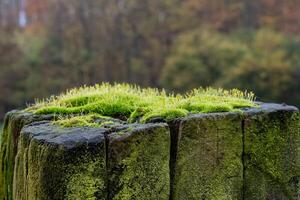 Bright green moss growing on old wooden post in forest photo