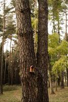 A small birdhouse crafted from wood nestled in the trunk of two tall trees photo