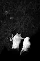 White sneakers blend with fallen leaves on grass during autumn photo