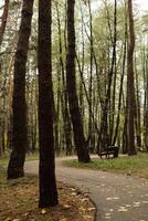 A serene forest path with benches surrounded by tall pine trees in autumn photo