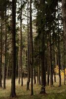 A tranquil forest scene with tall trees and autumn foliage in the background photo