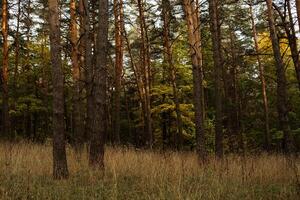 Serene autumn forest with tall trees and golden grass in late afternoon light photo